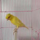 إناث كنارى جاهزة تلف العش