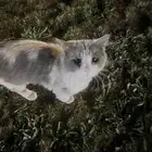 قطوه بالشارع