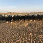 رخال نجد كفووو للقناي