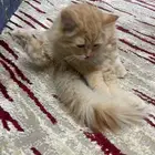 قط سكوتش برتقالي ذكر