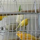 عصافير كناري