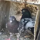 جوز رام بوري