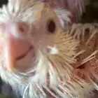 3 فروخ كروان البينو