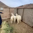 سواكن مرباه