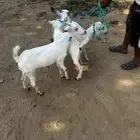 3 عنقات بيشي طيبه