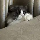 قطة شرازي انثى للتبني