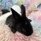 أرانب صغار ( كيوت )