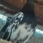 انثي رام بوري