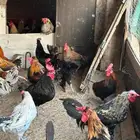 للبيع ديوك عربيه