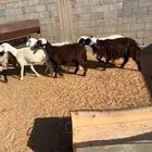 غنم هجين نعيم عدد 8 معهم ولد لموقع عيون الجواء