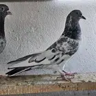 جوز باكستاني