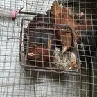 ديك للتبني اليوم مستعجل جدا