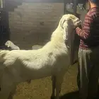 تيس باكستاني حار مشروط وإنتاجه عندي