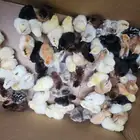 صيصان مكس بلدي بفيومي بلوهمان