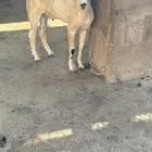 تيس للإستفسار