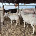 حريات مضاريع فحص سونار