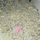 جوز روز مع انتاجه