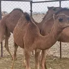 حشو طيبه للبيع العدد 3