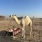 بكرة رمانية للبيع