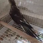 كروان ذكر للبيع