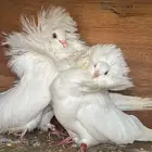 3 اجواز جاكوبين الوان جميلة