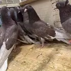 قطايف حمر دم طيبه حيل