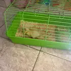 بط عمره اسبوعين