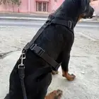 كلب روت وايلر 4 شهور