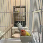 جوز روز مع فروخه