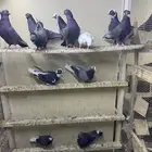 قطايف للبيع