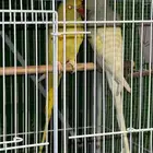 جوز دره هولندي منتج للبيع