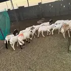 خرفان تربية للبيع