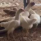 دجاج كوشامو قزم ابيض صك ماشاء الله