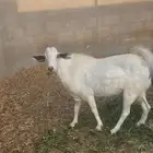 احد المسارحه