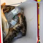 للبيع كاياك صيد احترافي (Flat Fisher) بدالات  فال خير