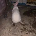 ارنب ابيض السعر 30