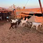 دواغير تيوس وجفار