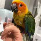 صن كنيور هدد سوبر جامبو ب 900