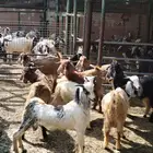 تيوس هجين سوري ومصري وبلدي