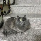 قطة ضايعة في حي الجامعة