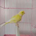 إناث كنارى تلف العش