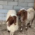 اشياه ثنتين للبيع بالقريات