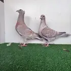 زوج ااجل رديوس فاخر جدا