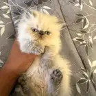 قط  هيمالايا