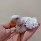 فرخ روز البينو