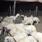 كباشة للبيع تربية المزرعة بلدي