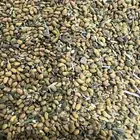 بذور برسيم بلدي