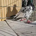 زوج باكستاني رام بوري