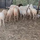 رخال بلدي للبيع