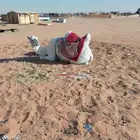 رحول ابل وضحاء